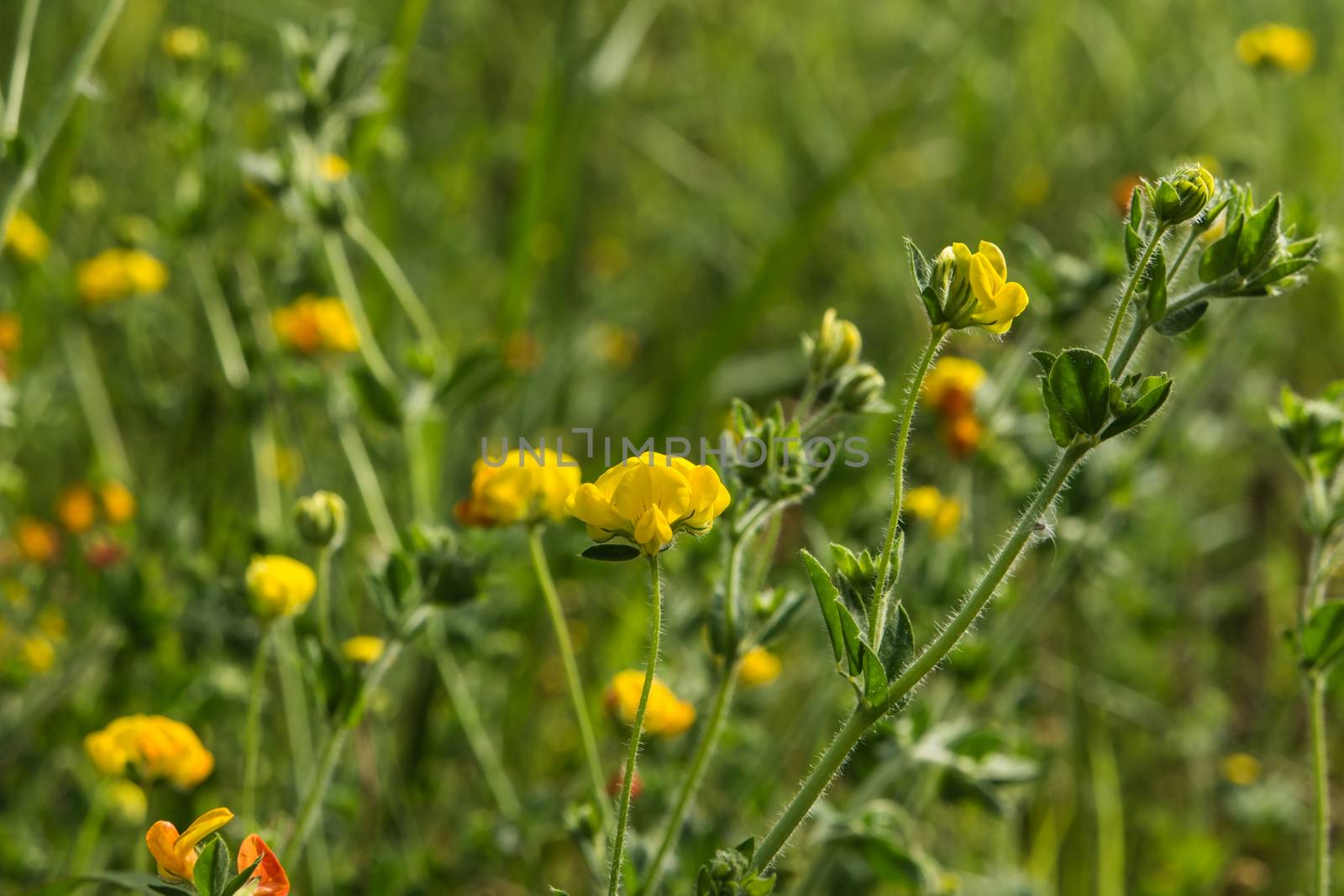 Yellow flowers blossoming in spring time, natural background