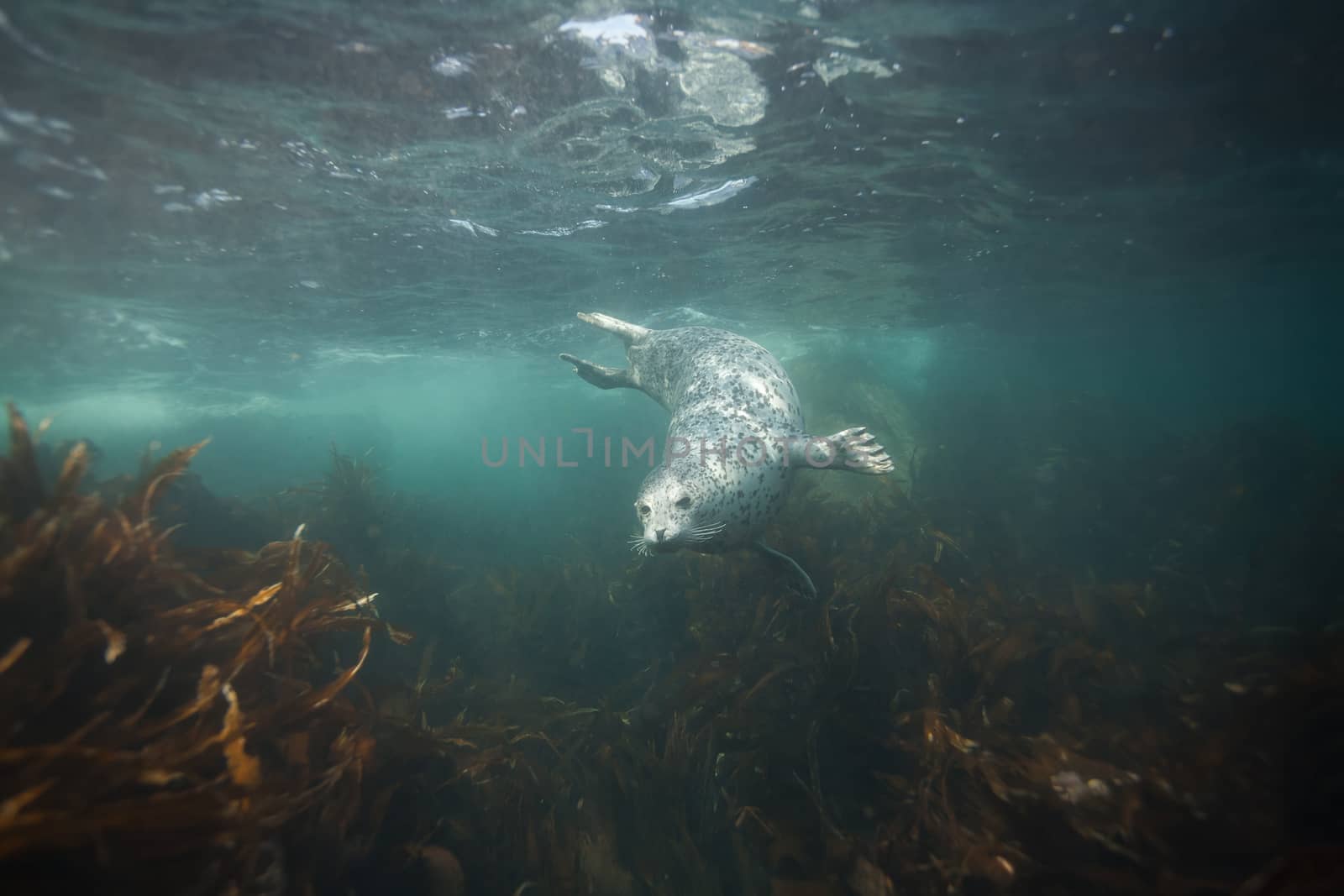 Phoca largha (Larga Seal, Spotted Seal) underwater pictures by desant7474