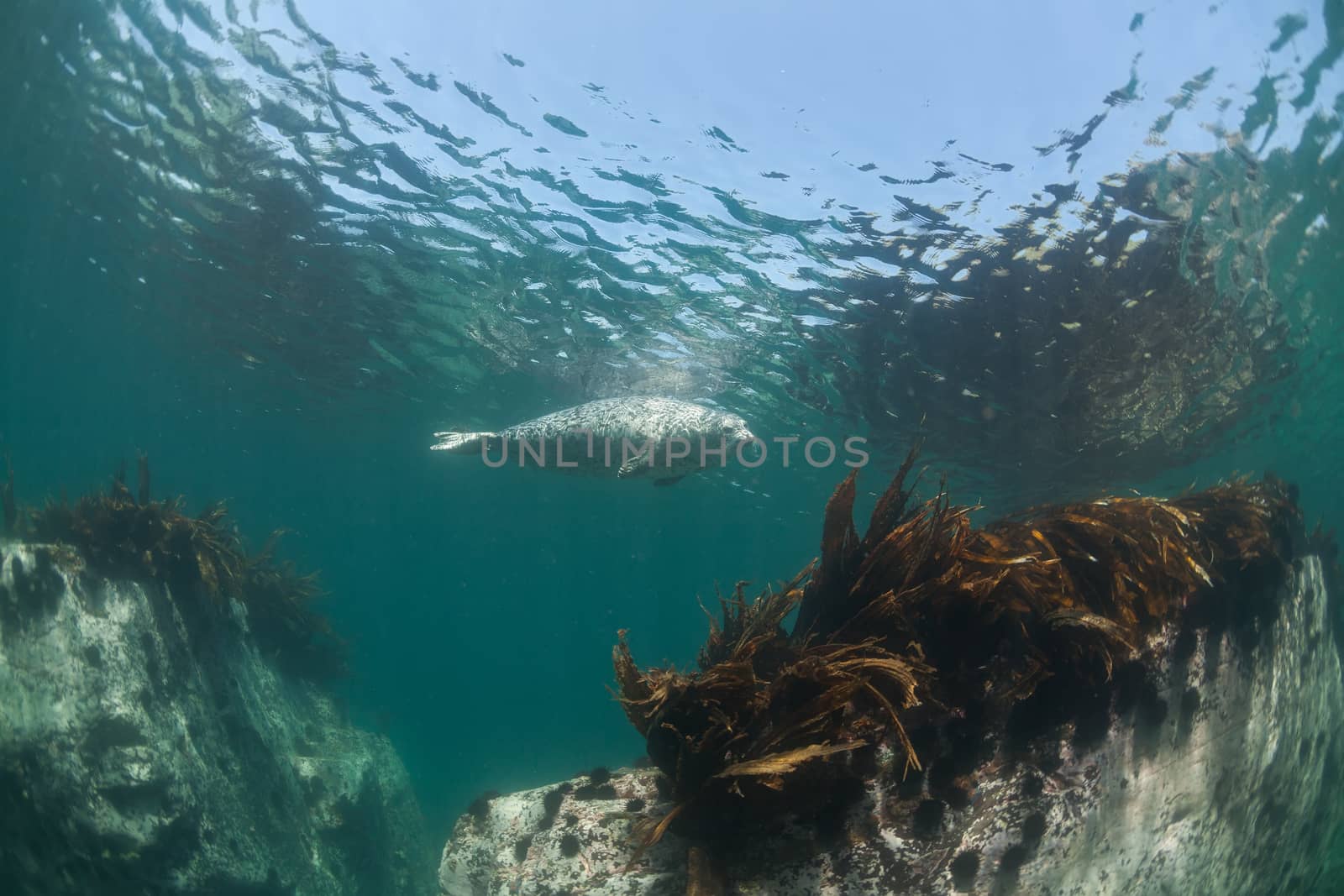 Phoca largha (Larga Seal, Spotted Seal) underwater pictures by desant7474