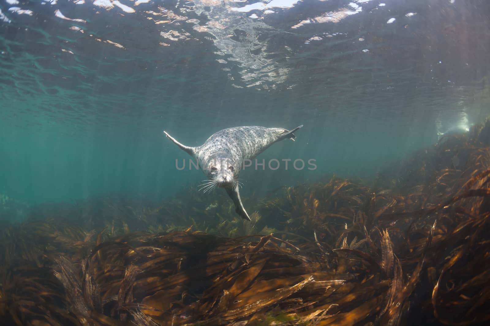 Phoca largha (Larga Seal, Spotted Seal) underwater pictures by desant7474