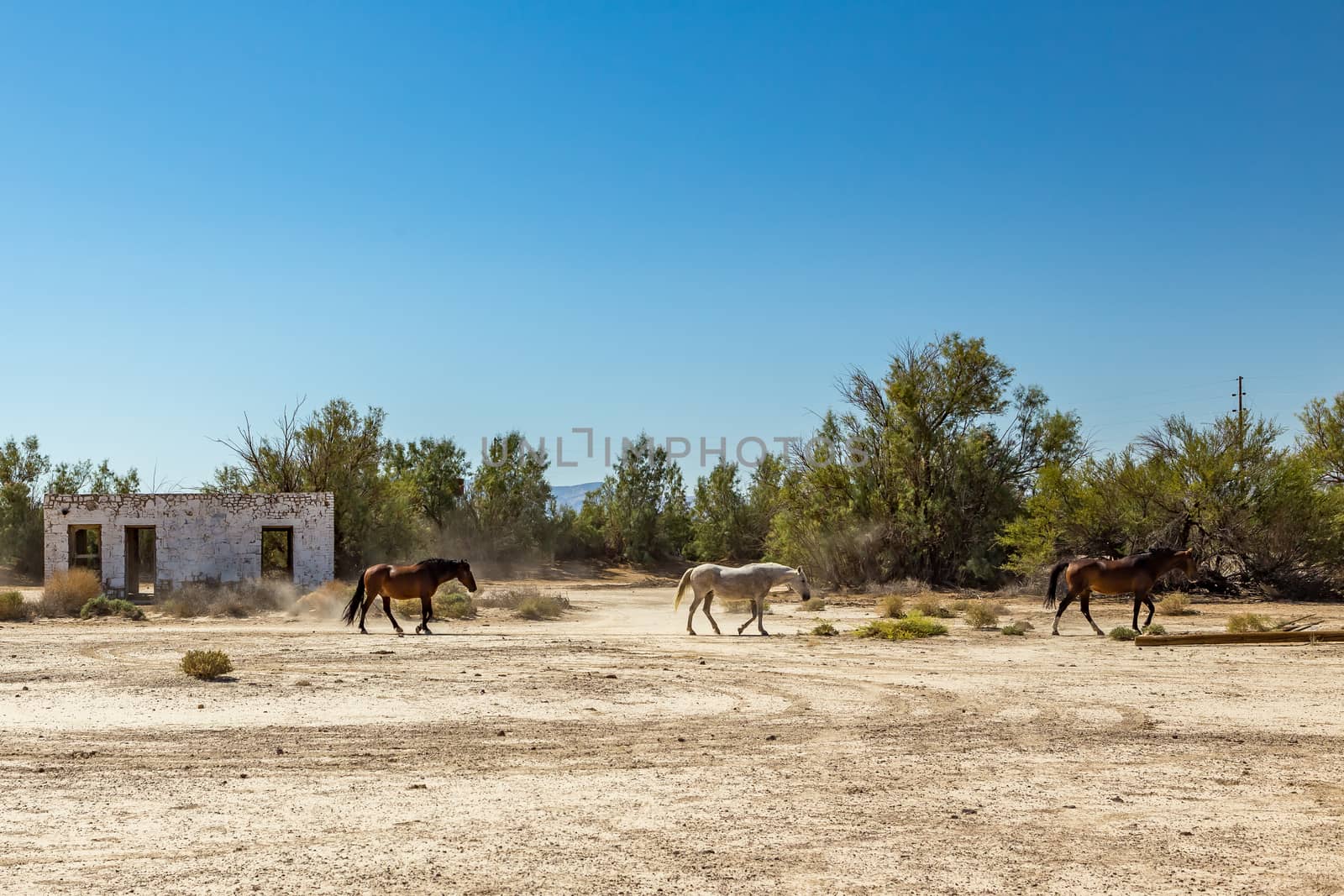 Wild horses walk past an abandoned building that sits alongside the roadway near Death Valley Junction in the Funeral Mountains Wilderness Area, California.