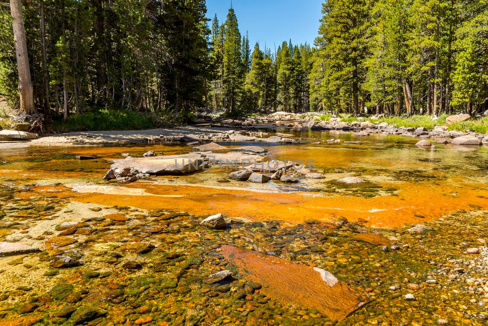 The Tuolumne River originates in Yosemite National Park, high in the Sierra Nevada, as two streams. The 7-mile Lyell Fork rises at the Lyell Glacier below Mount Lyell, the highest peak in Yosemite National Park, and flows north through Lyell Canyon. The 5-mile Dana Fork originates between Mount Dana and Mount Gibbs and flows west.