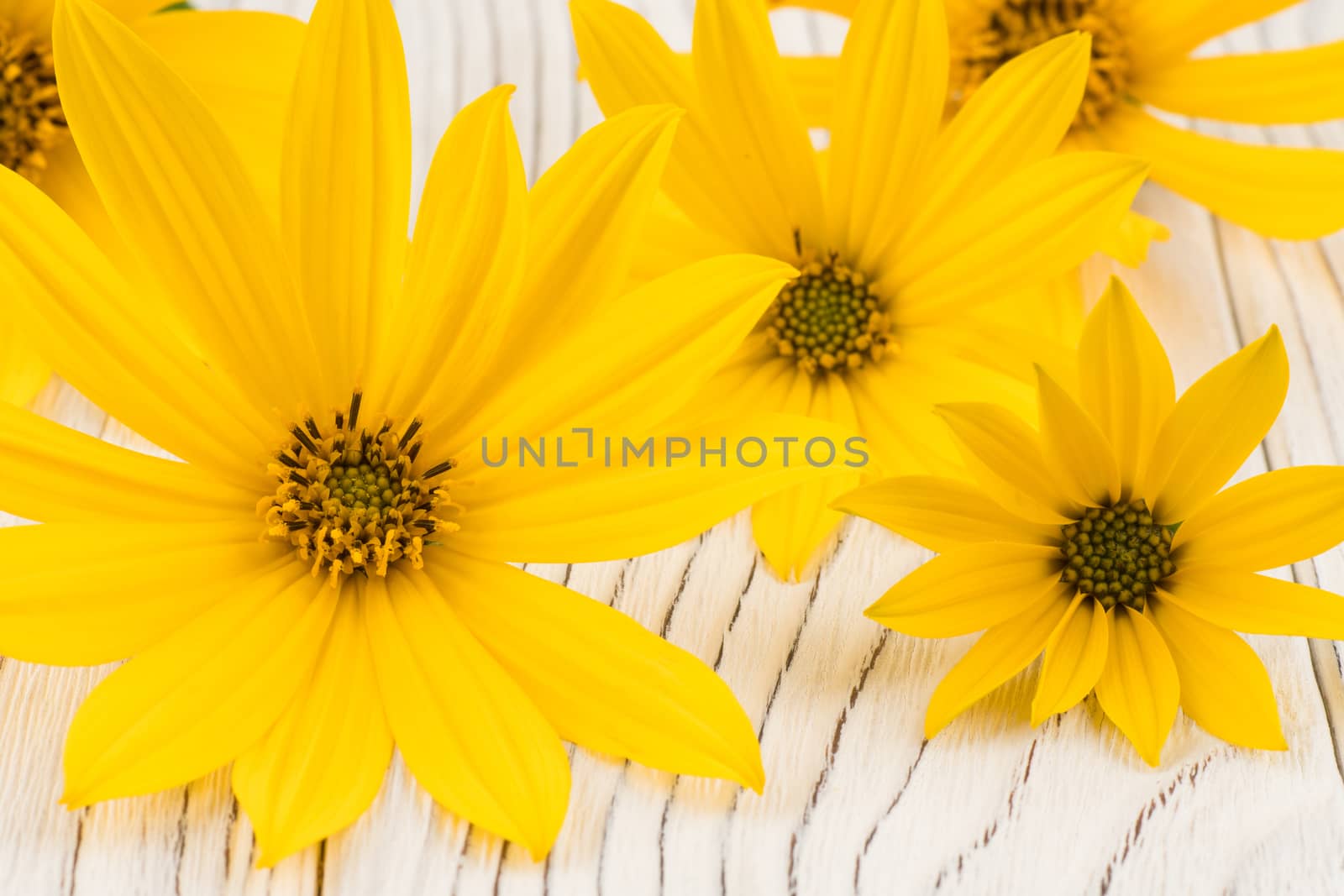 Yellow wild flower on white old wooden table. Selective focus.