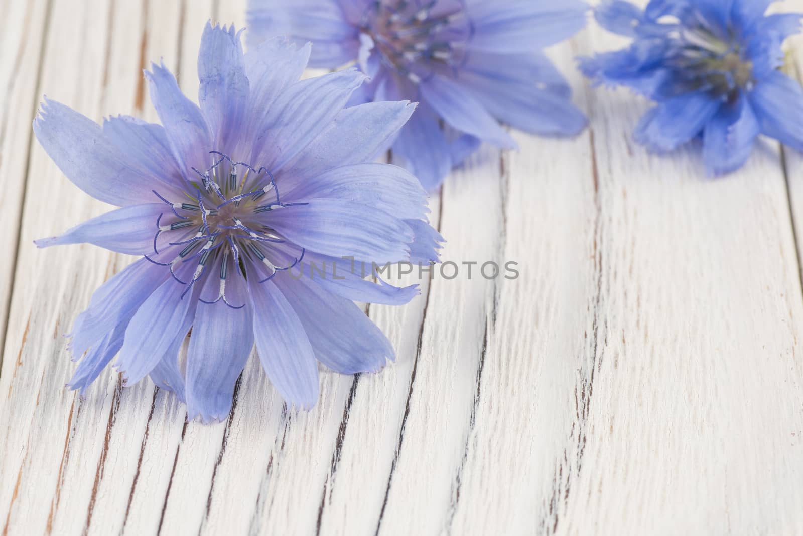 Lilac field flower on white old wooden table. Selective focus.