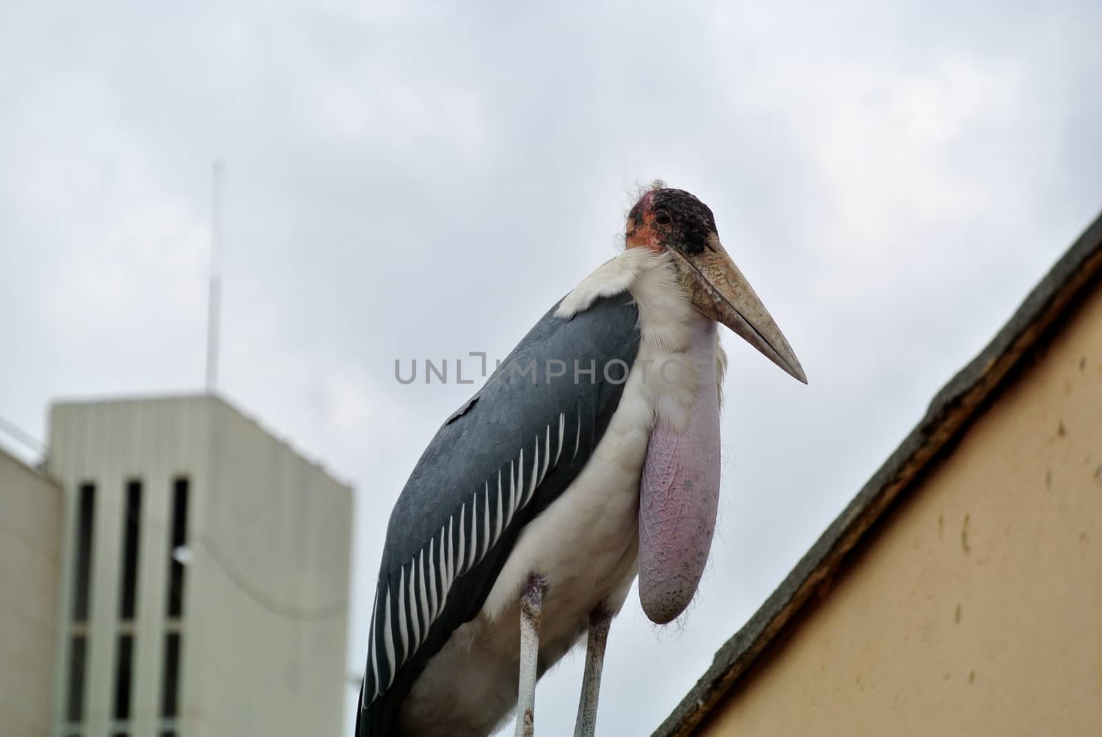 Marabusta, bird Аfrica. Uganda.