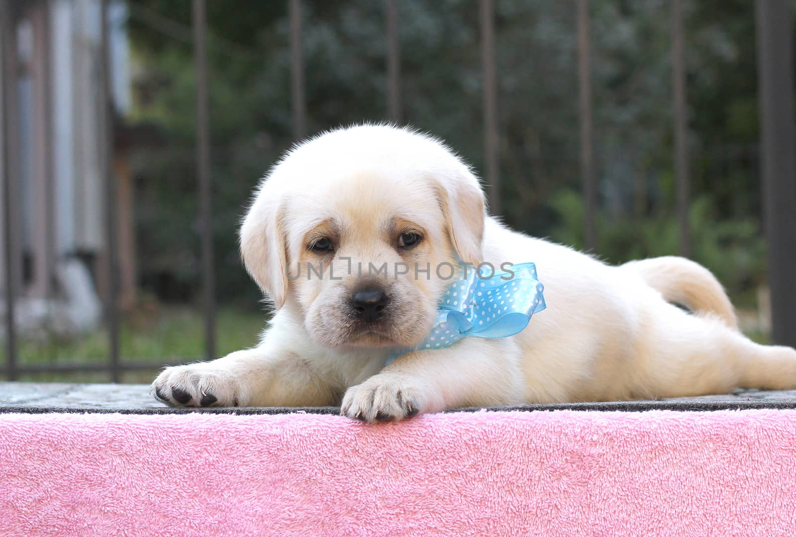 the little yellow labrador puppy sitting on pink background