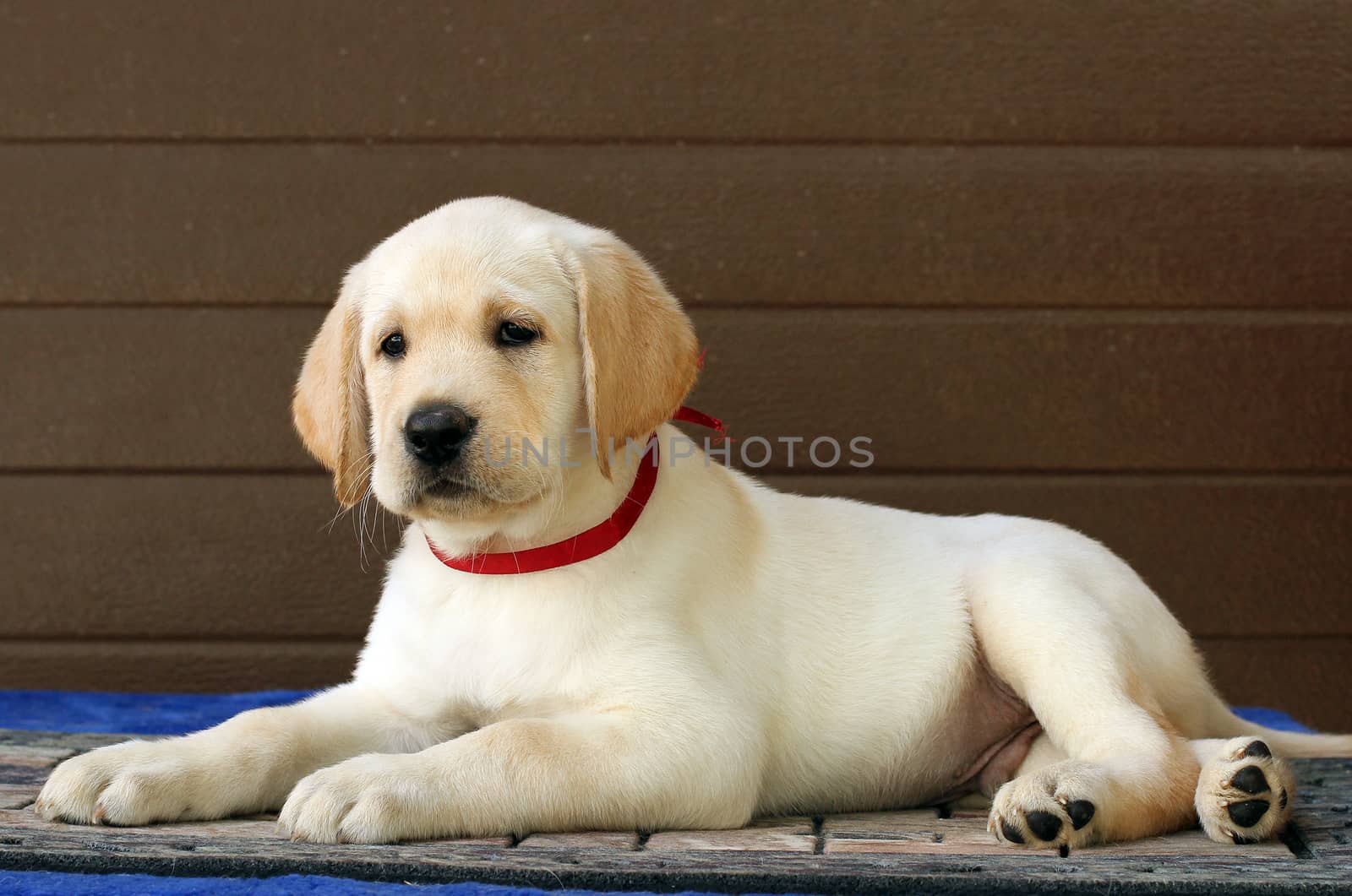 the little yellow labrador puppy sitting on brown background
