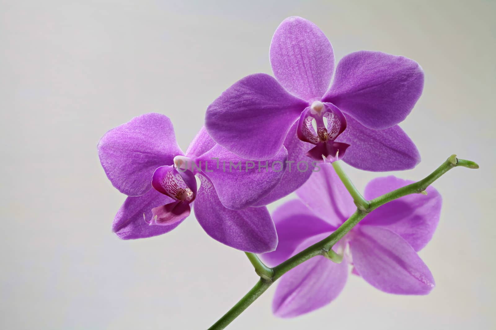 orchid flowers macro shot by mrivserg