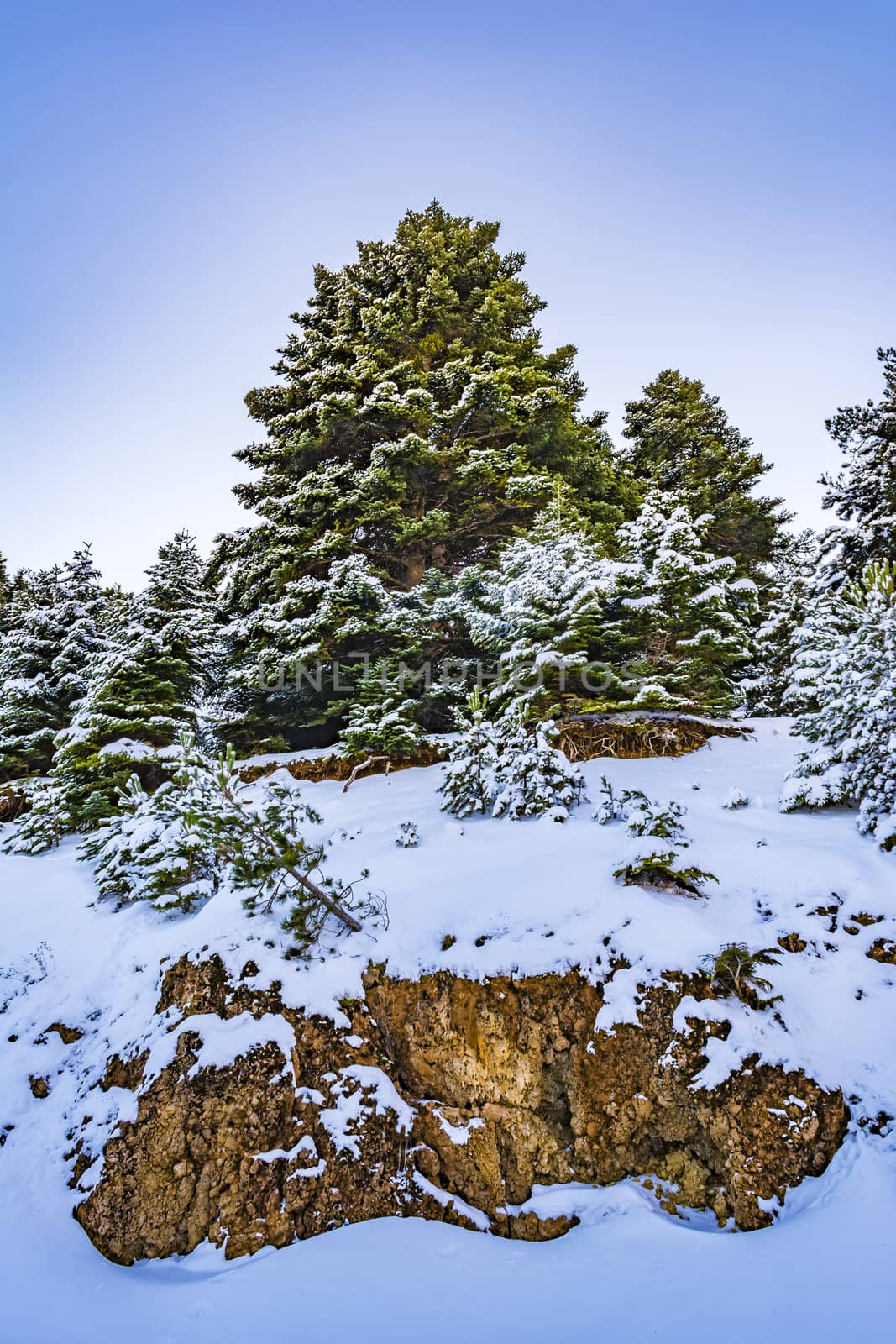 Ziria mountain fir trees covered with snow on a winter day, South Peloponnese, Greece by ankarb