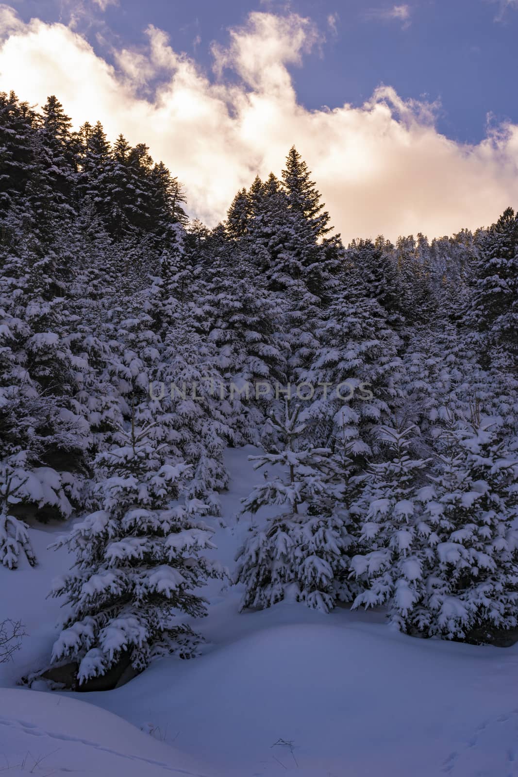 Ziria mountain fir trees covered with snow on a winter day, South Peloponnese, Greece by ankarb