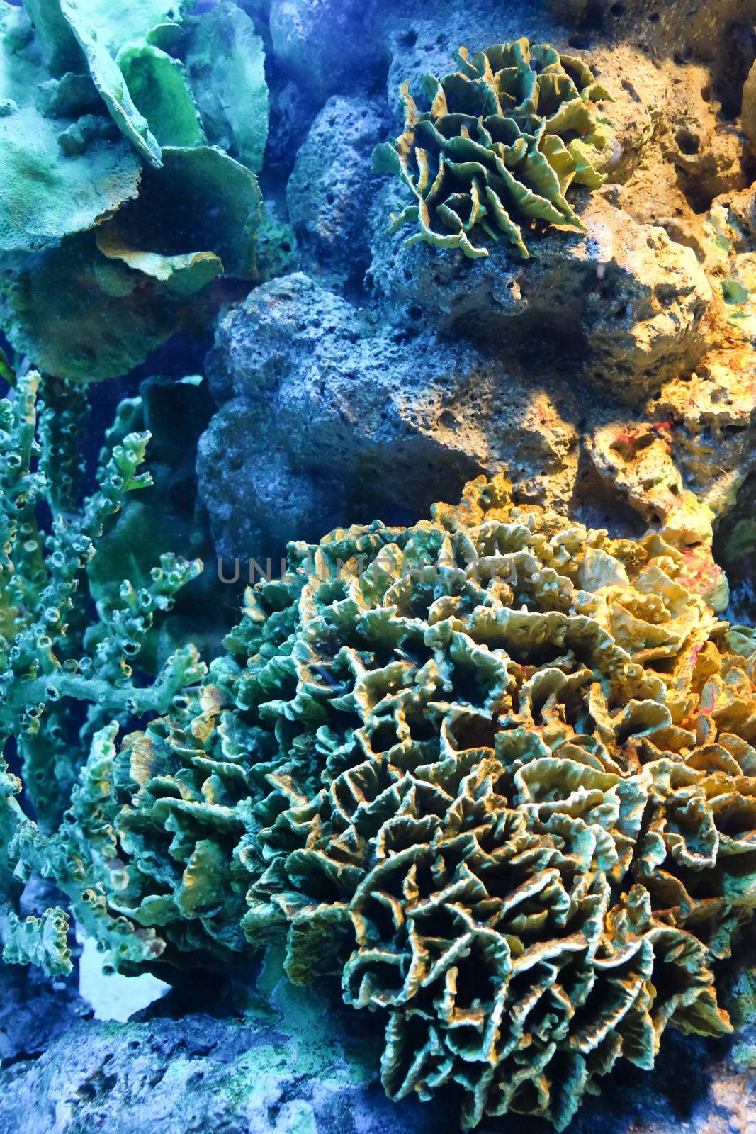 colorful of coral reef close up