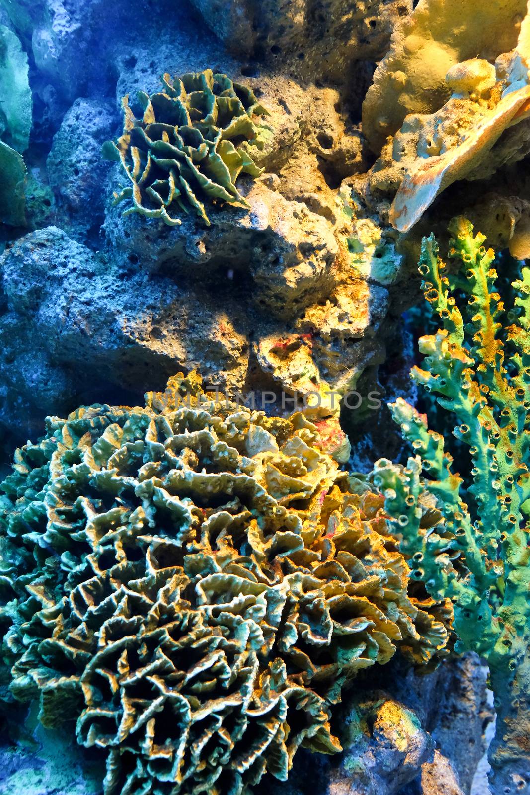 colorful of coral reef close up