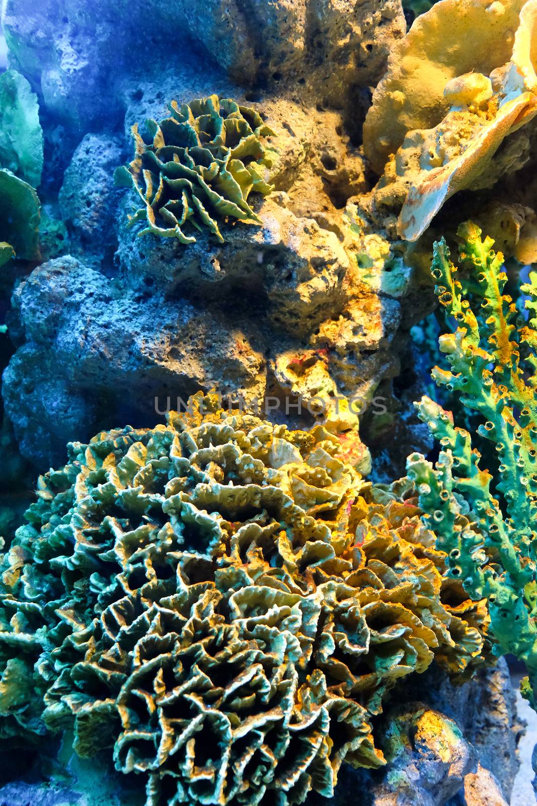 colorful of coral reef close up