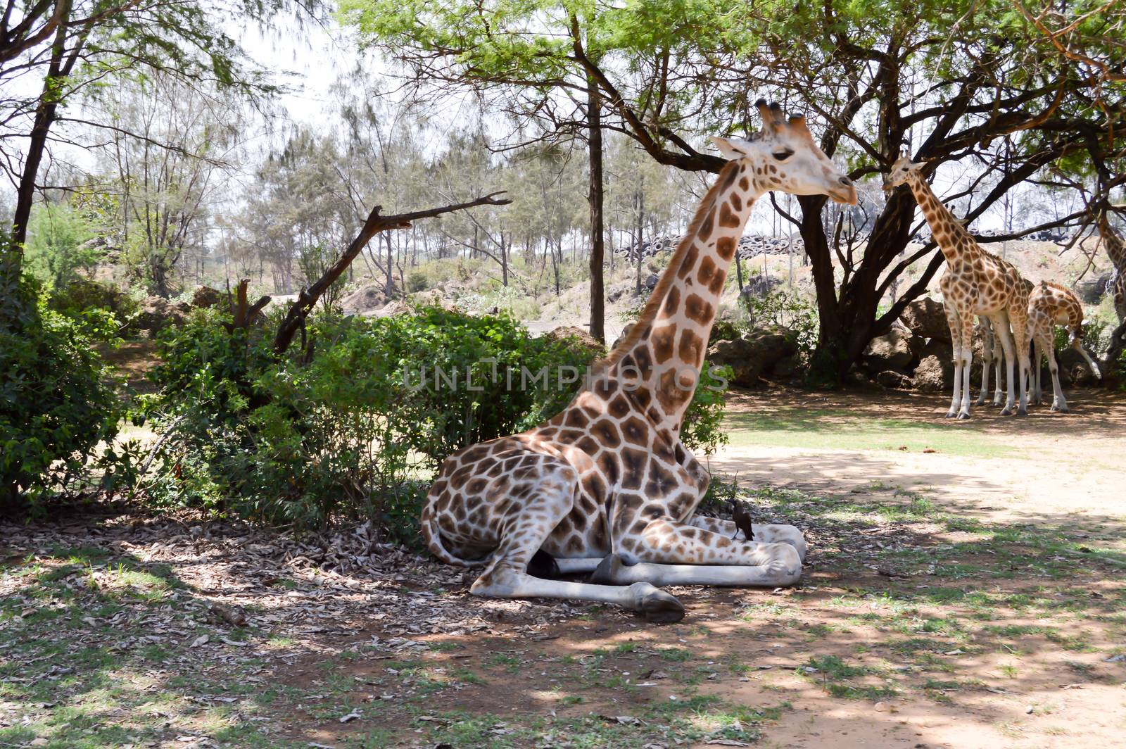 Giraffe sitting in the shade in nature in Bamburi near Mombasa in Kenya