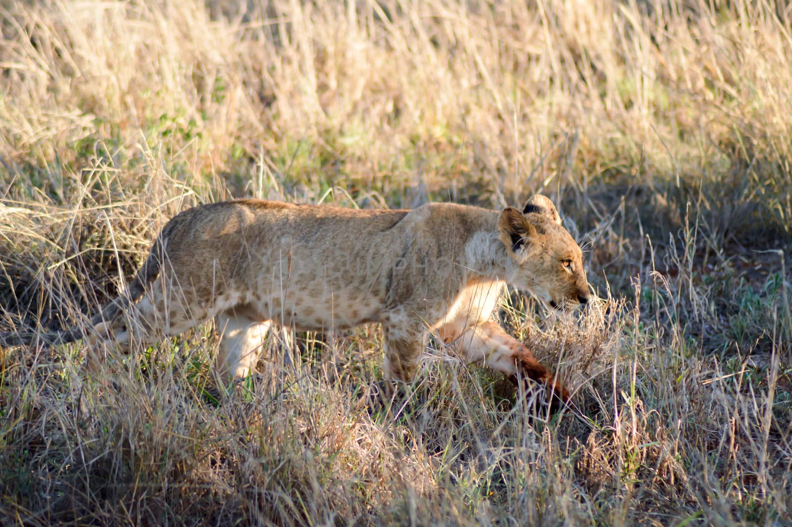 Lion cub walking  by Philou1000