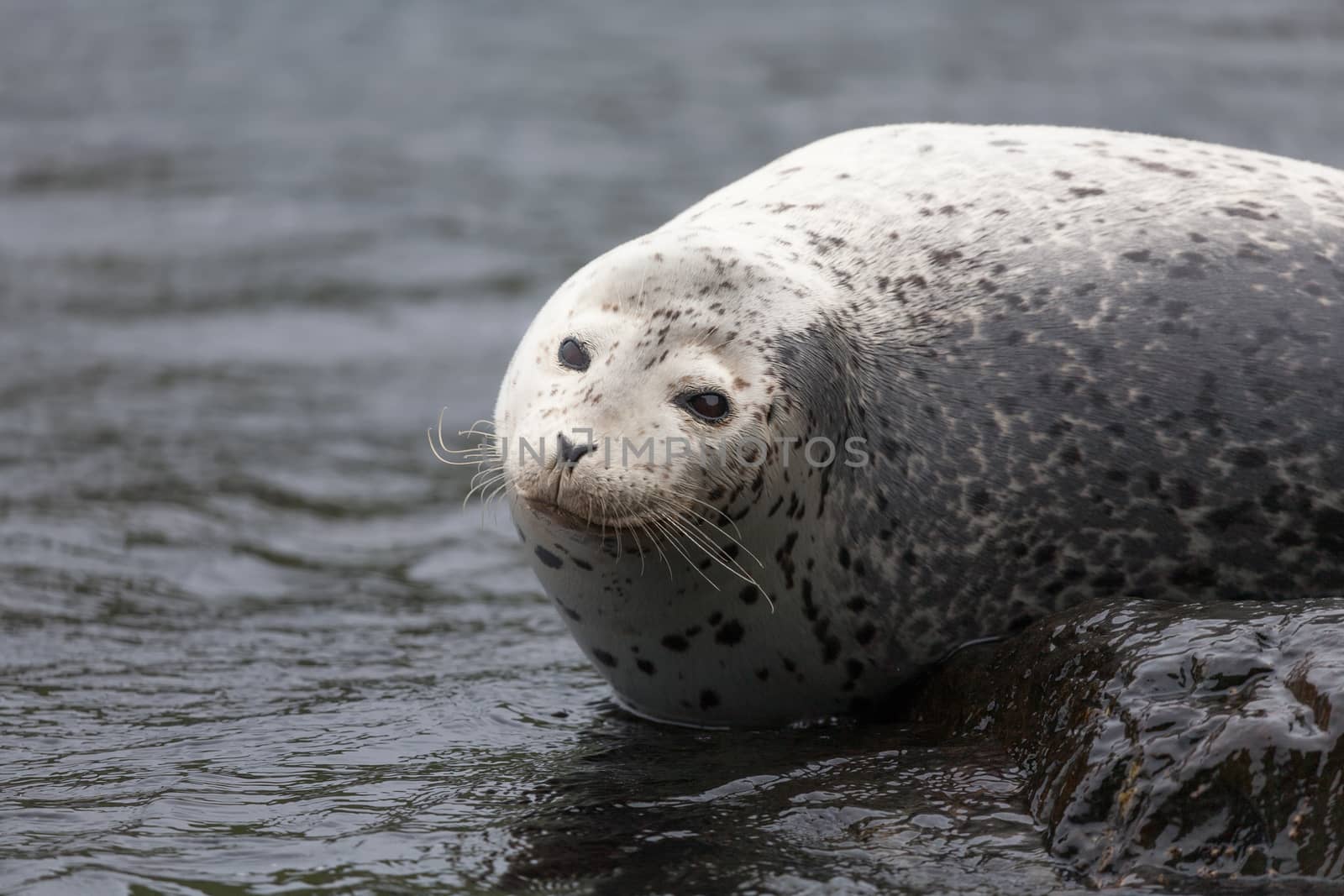 Phoca largha (Larga Seal, Spotted Seal) surface pictures