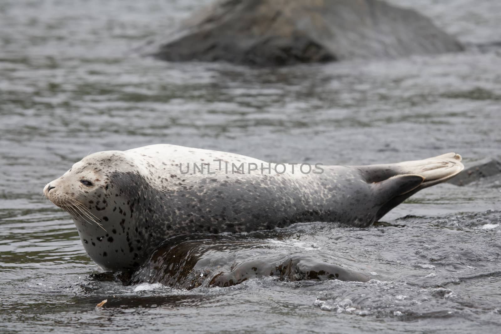 Phoca largha (Larga Seal, Spotted Seal) surface pictures by desant7474