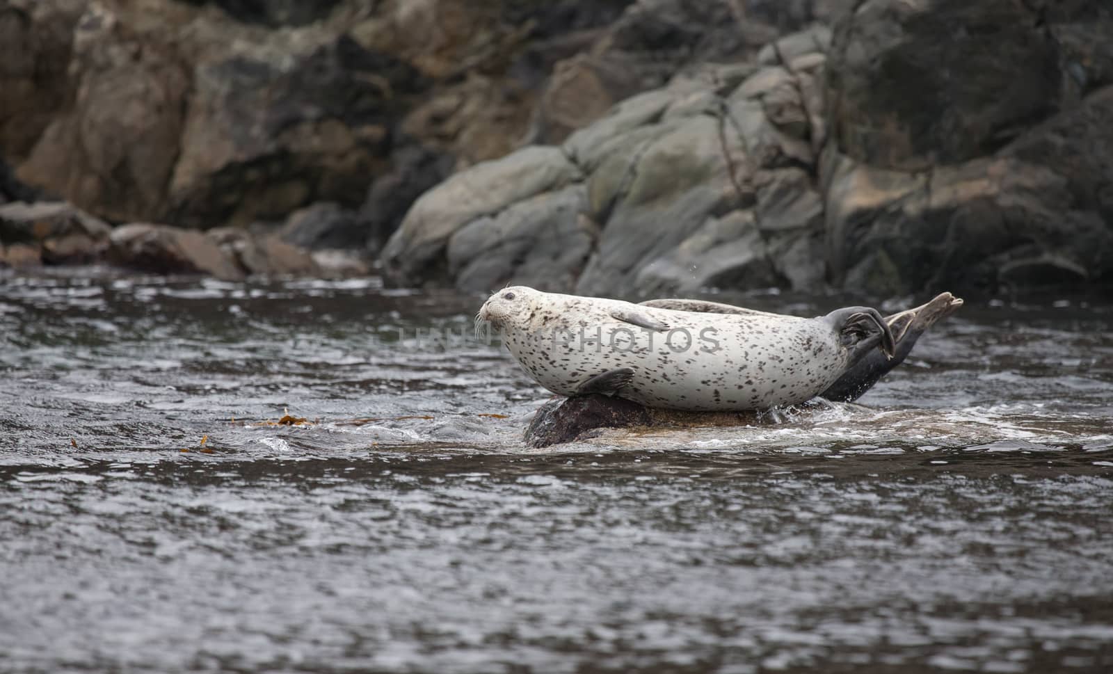 Phoca largha (Larga Seal, Spotted Seal) surface pictures by desant7474