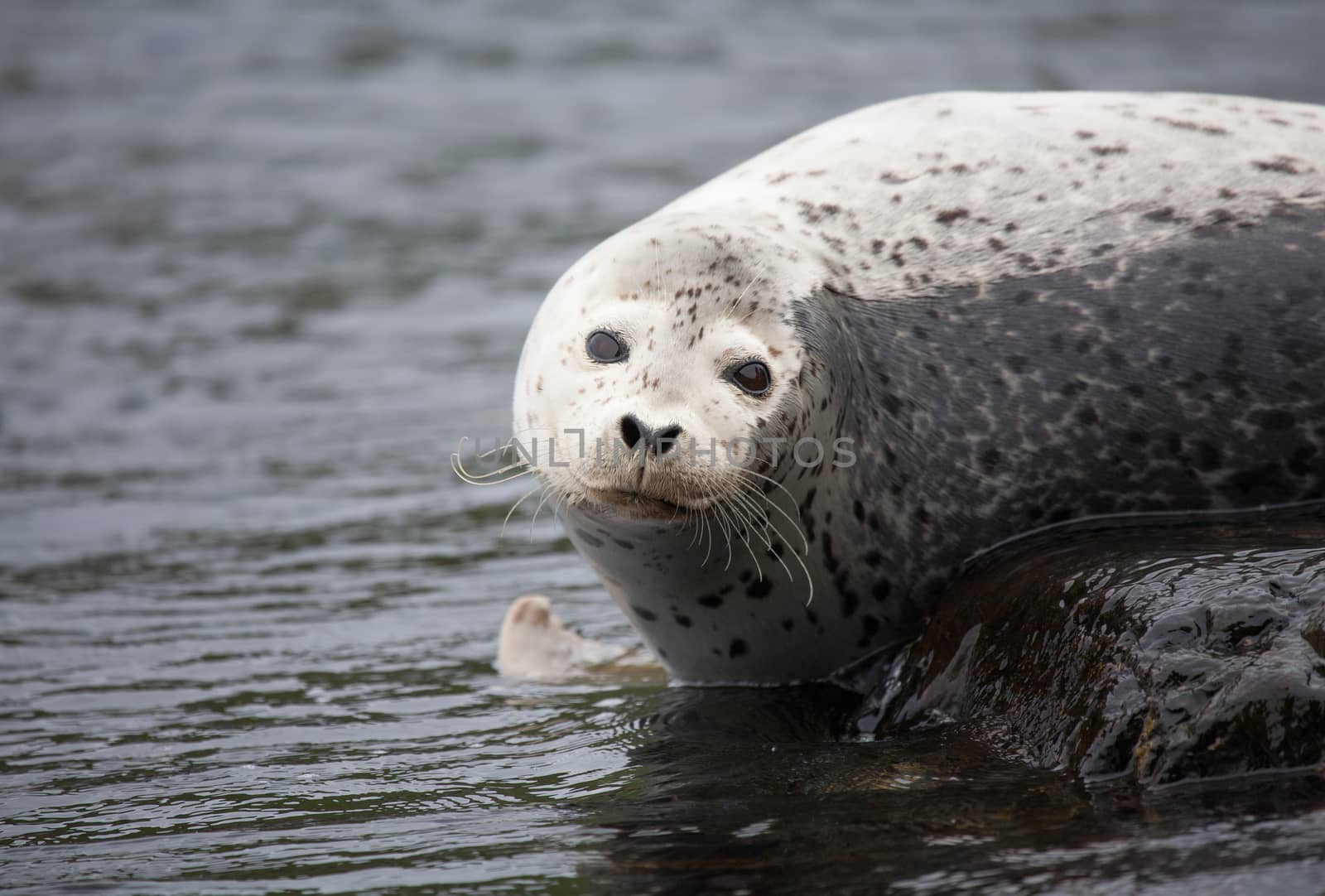 Phoca largha (Larga Seal, Spotted Seal) surface pictures