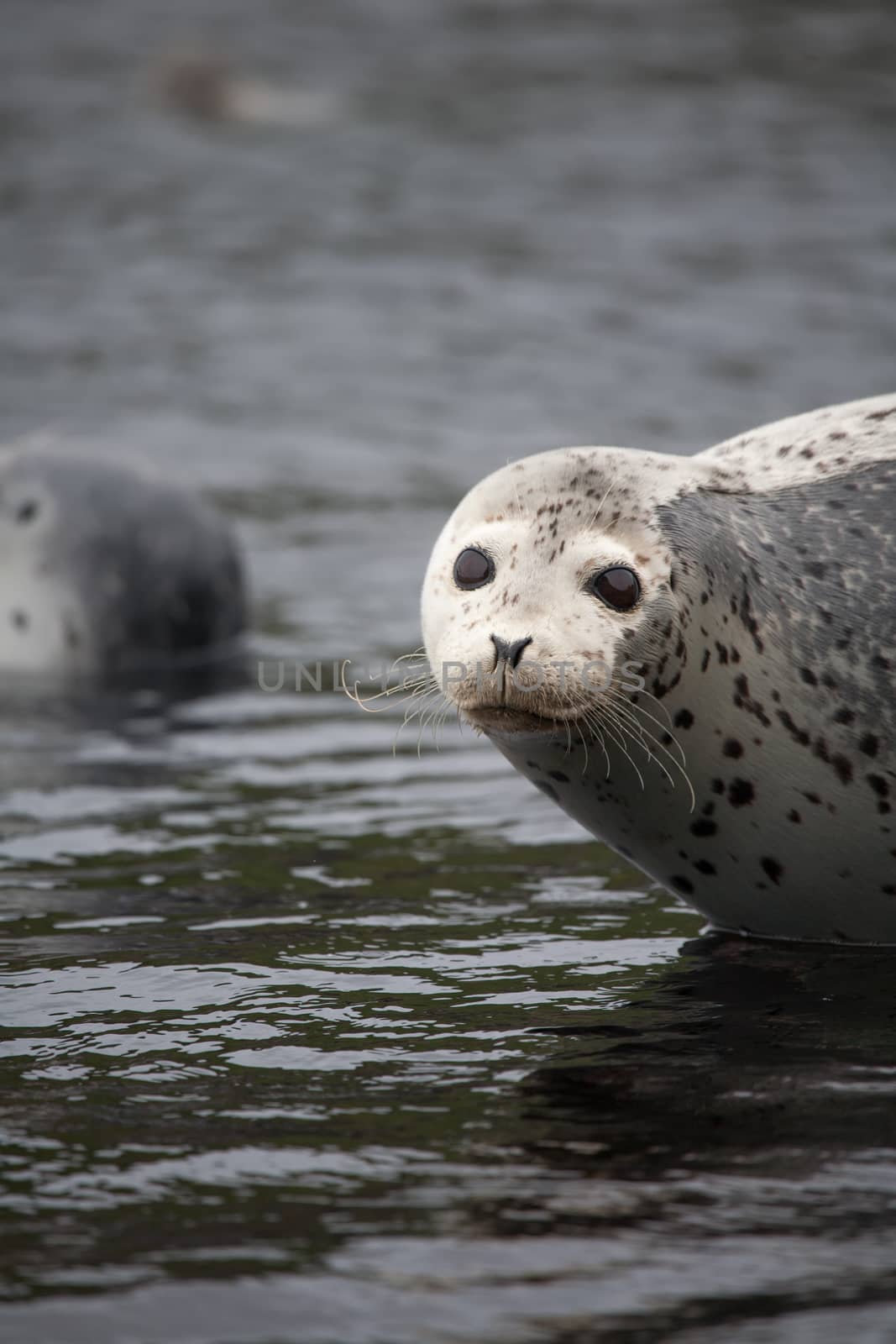 Phoca largha (Larga Seal, Spotted Seal) surface pictures by desant7474
