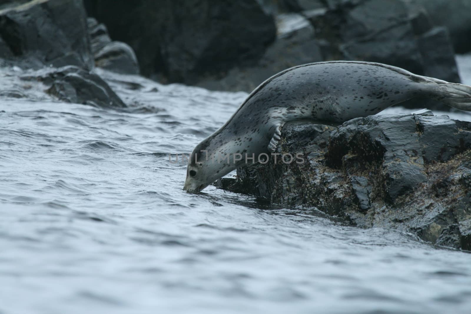 Phoca largha (Larga Seal, Spotted Seal) surface pictures by desant7474