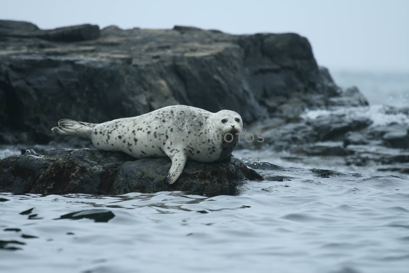 Phoca largha (Larga Seal, Spotted Seal) surface pictures by desant7474