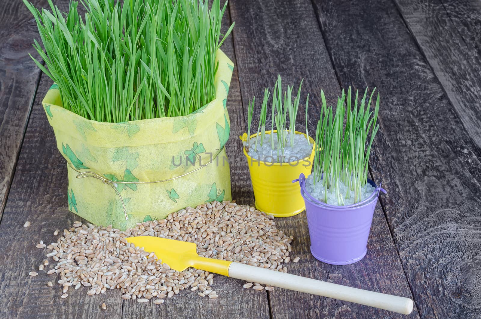 Seedling grass, grain and tools to take care of them. Selective focus,gray wood background.