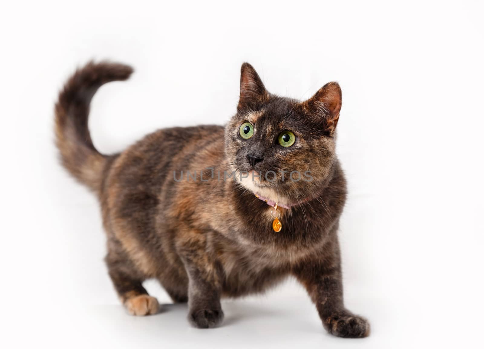 Tortoiseshell cat on a background of light curtains