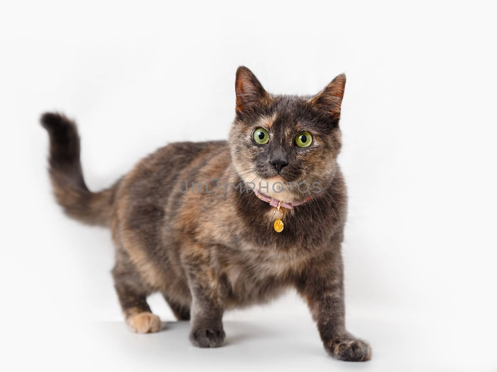 Tortoiseshell cat on a background of light curtains