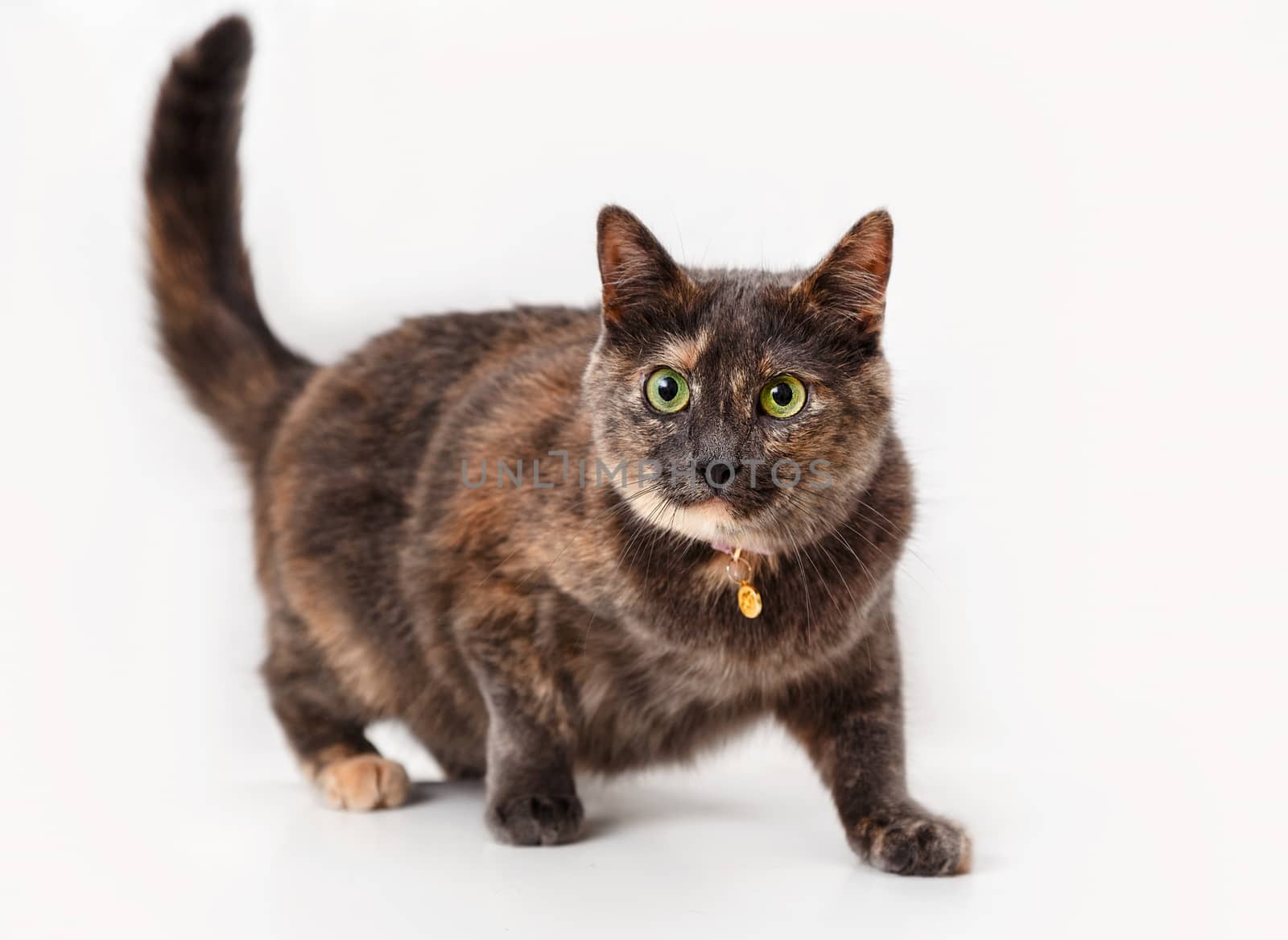 Tortoiseshell cat on a background of light curtains