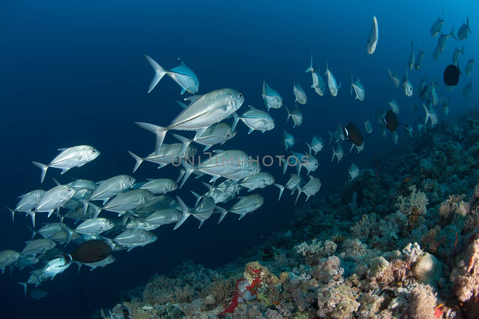 coral life diving Sudan Soudan Red Sea safari by desant7474