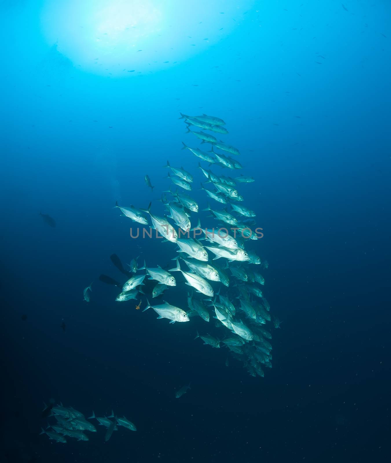 coral life diving Sudan Soudan Red Sea safari by desant7474