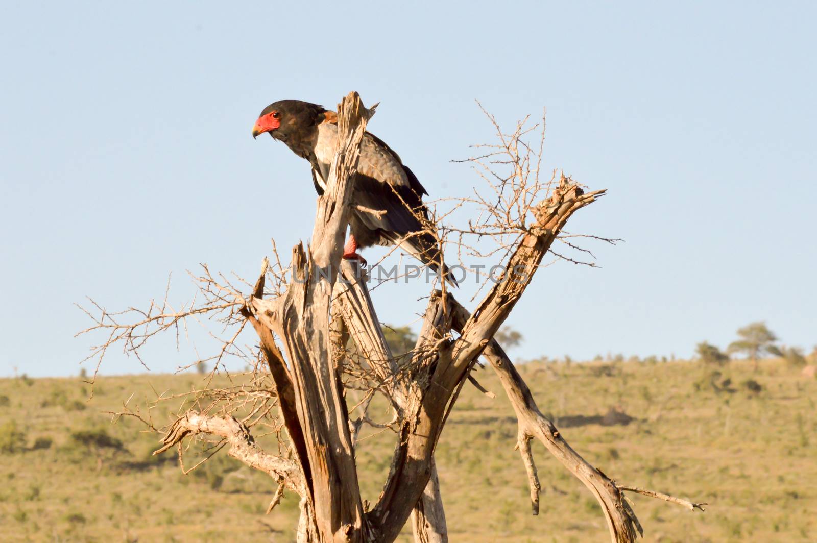 Eagle fasciated on a dead tree  by Philou1000