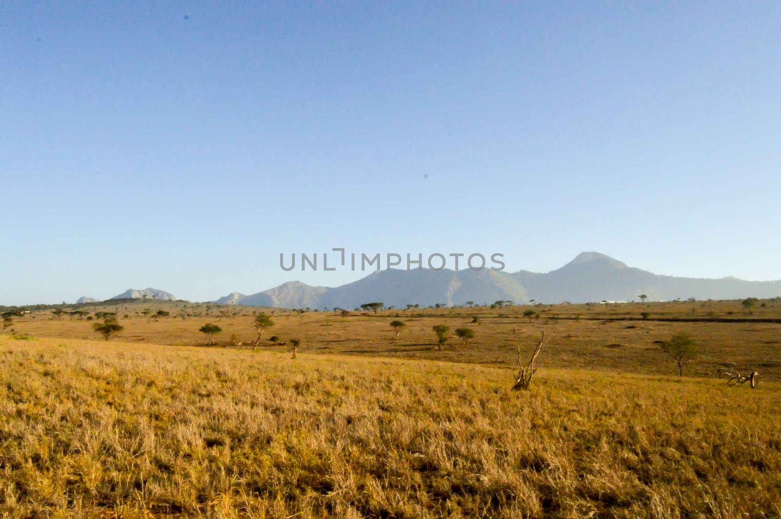 View of the Tsavo East savannah  by Philou1000