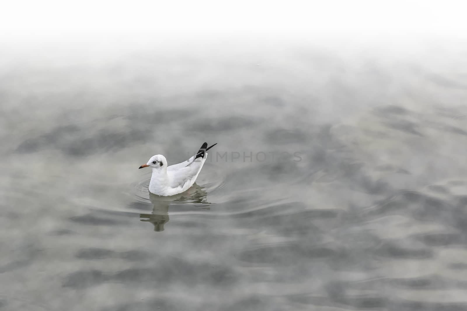 group seagull floating on water and plus fog