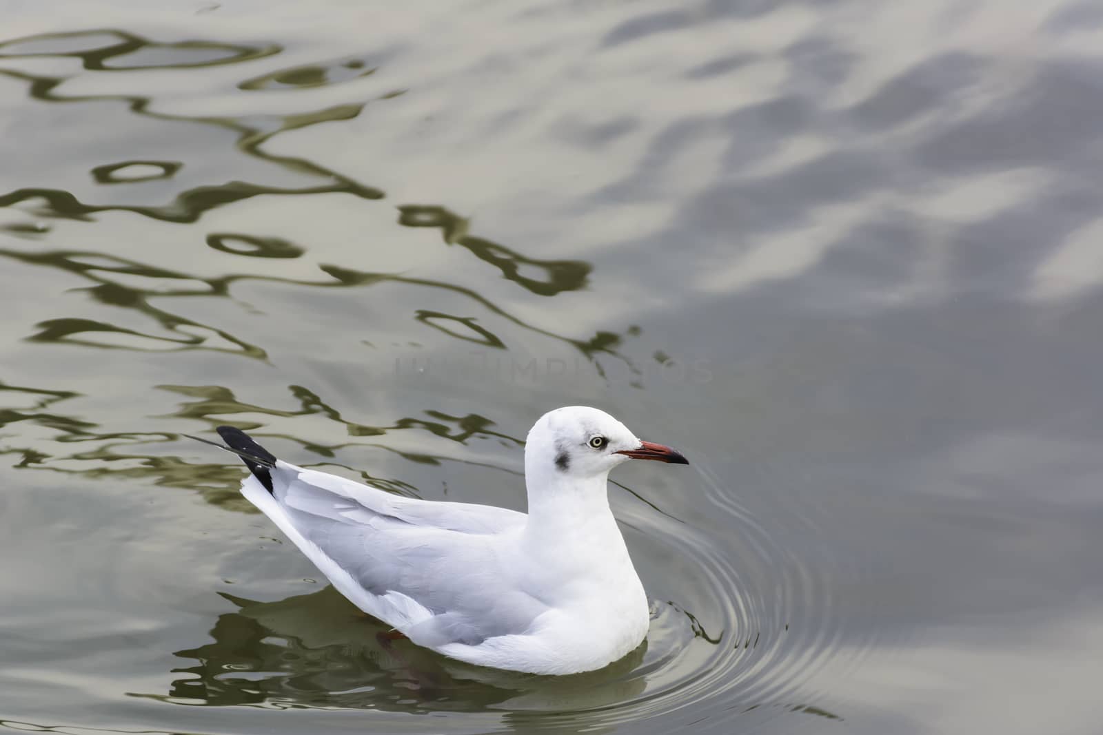 seagull floating on water by ahimaone