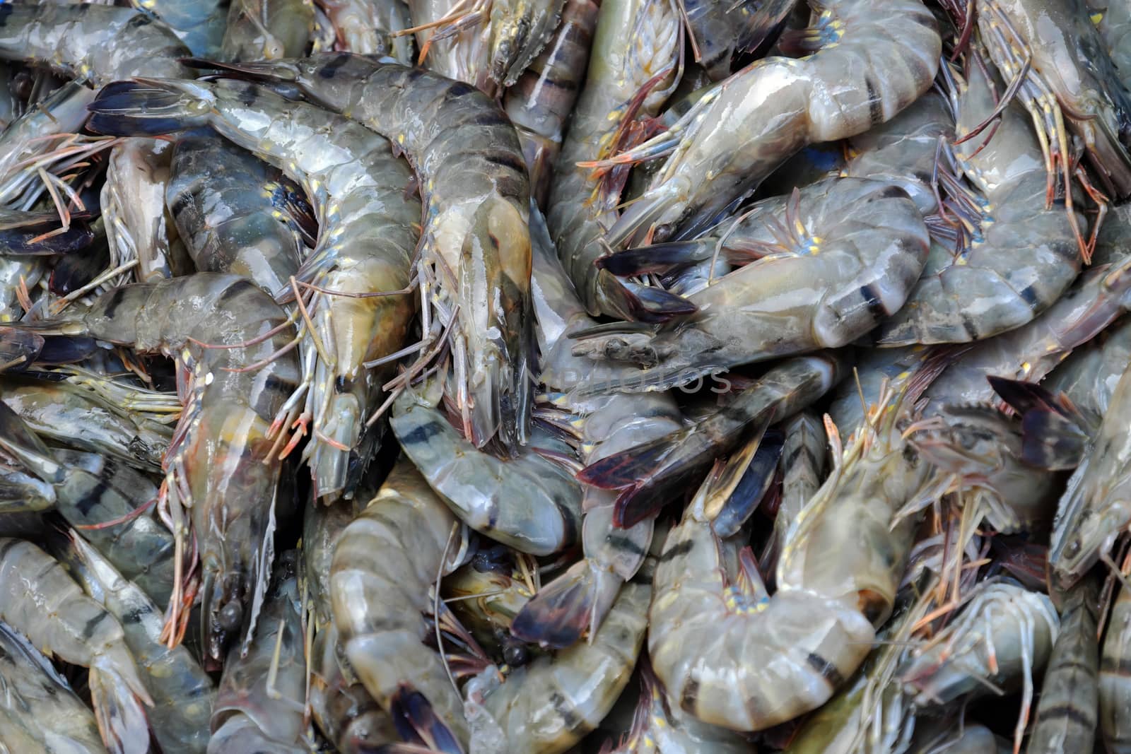 Seafood background, group of fresh shrimp to process, this food is popular Vietnam aquaculture product 