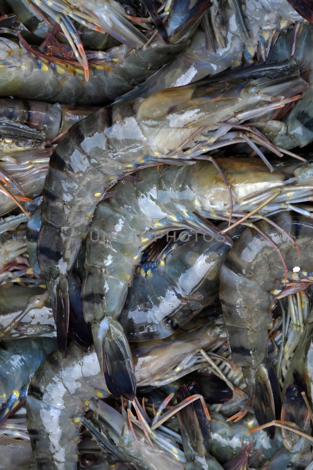 Seafood background, group of fresh shrimp to process, this food is popular Vietnam aquaculture product 