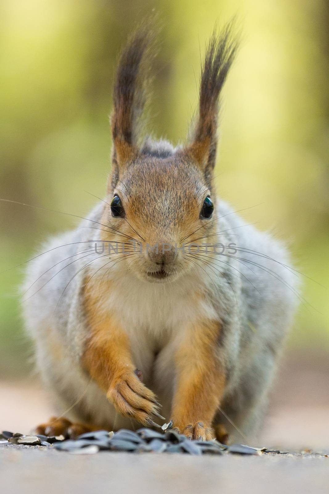 the photograph shows a squirrel on a tree