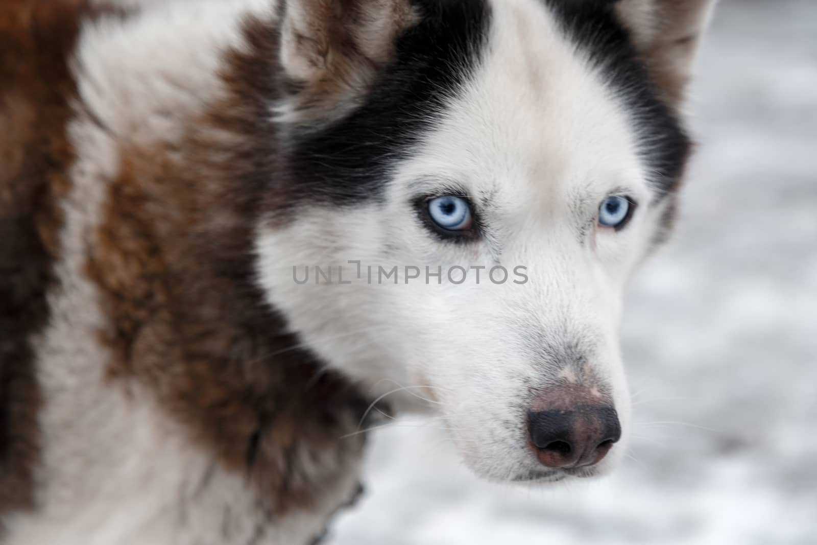 Dog Huskies tied in the yard