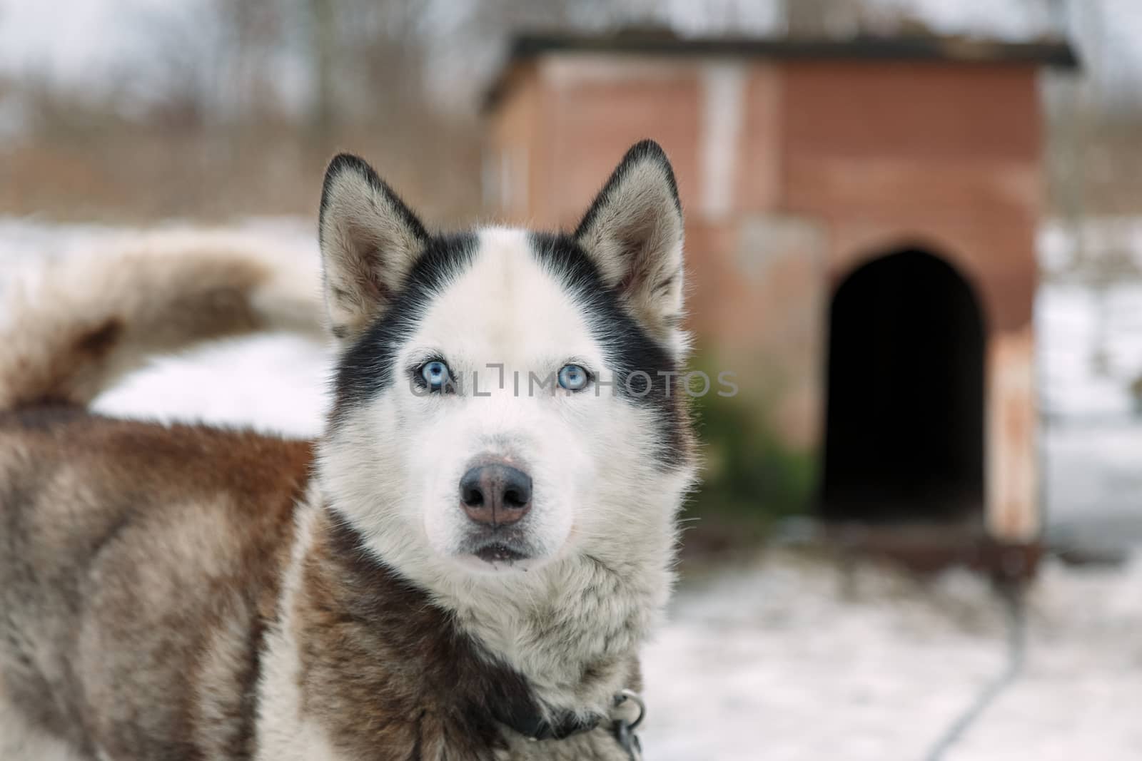 Dog Huskies tied in the yard