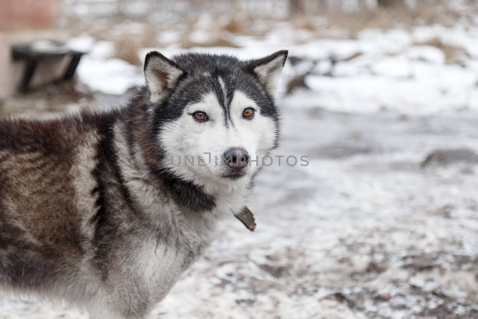 Dog Huskies tied in the yard