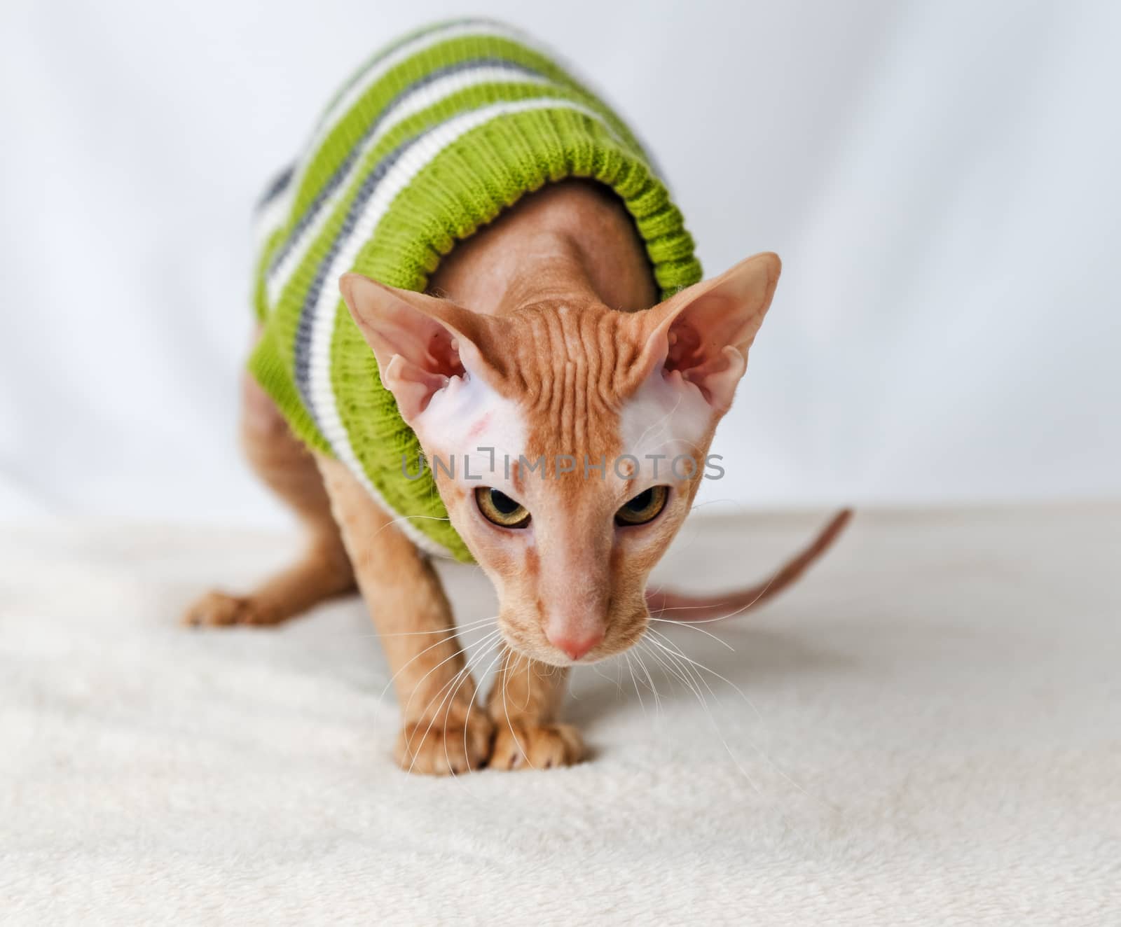 Cat breeds Pererbold in a green striped sweater