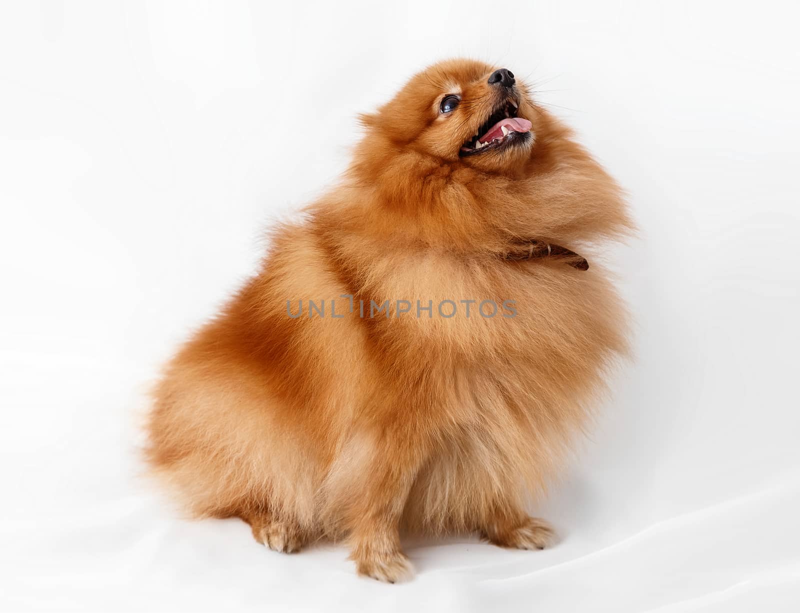 Dog breed Spitz on red background light curtains