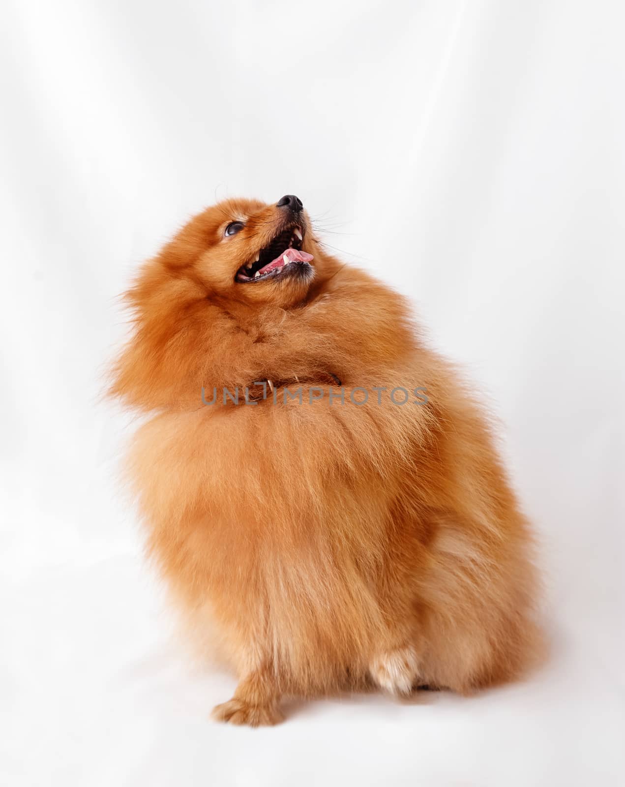 Dog breed Spitz on red background light curtains