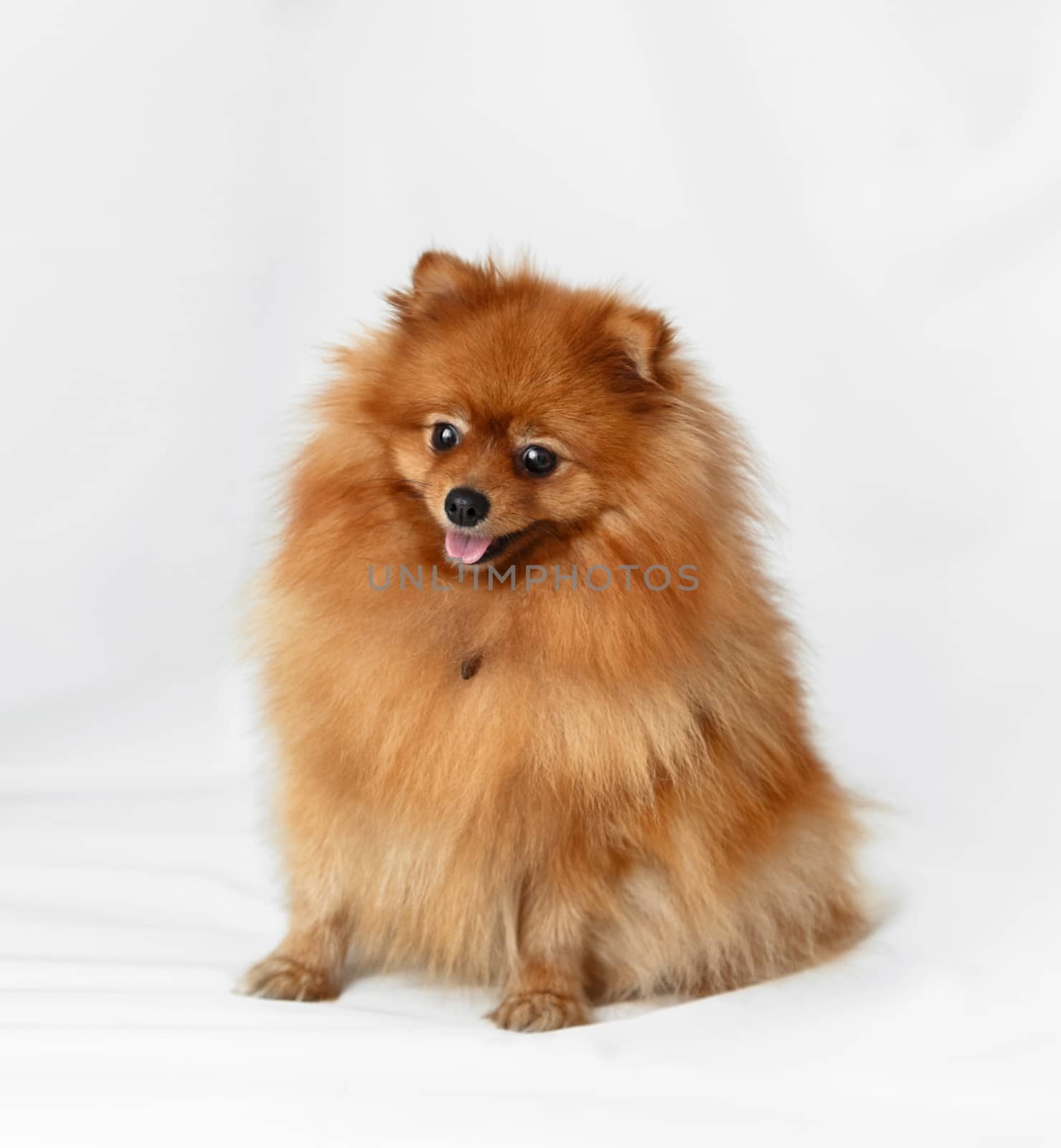 Dog breed Spitz on red background light curtains