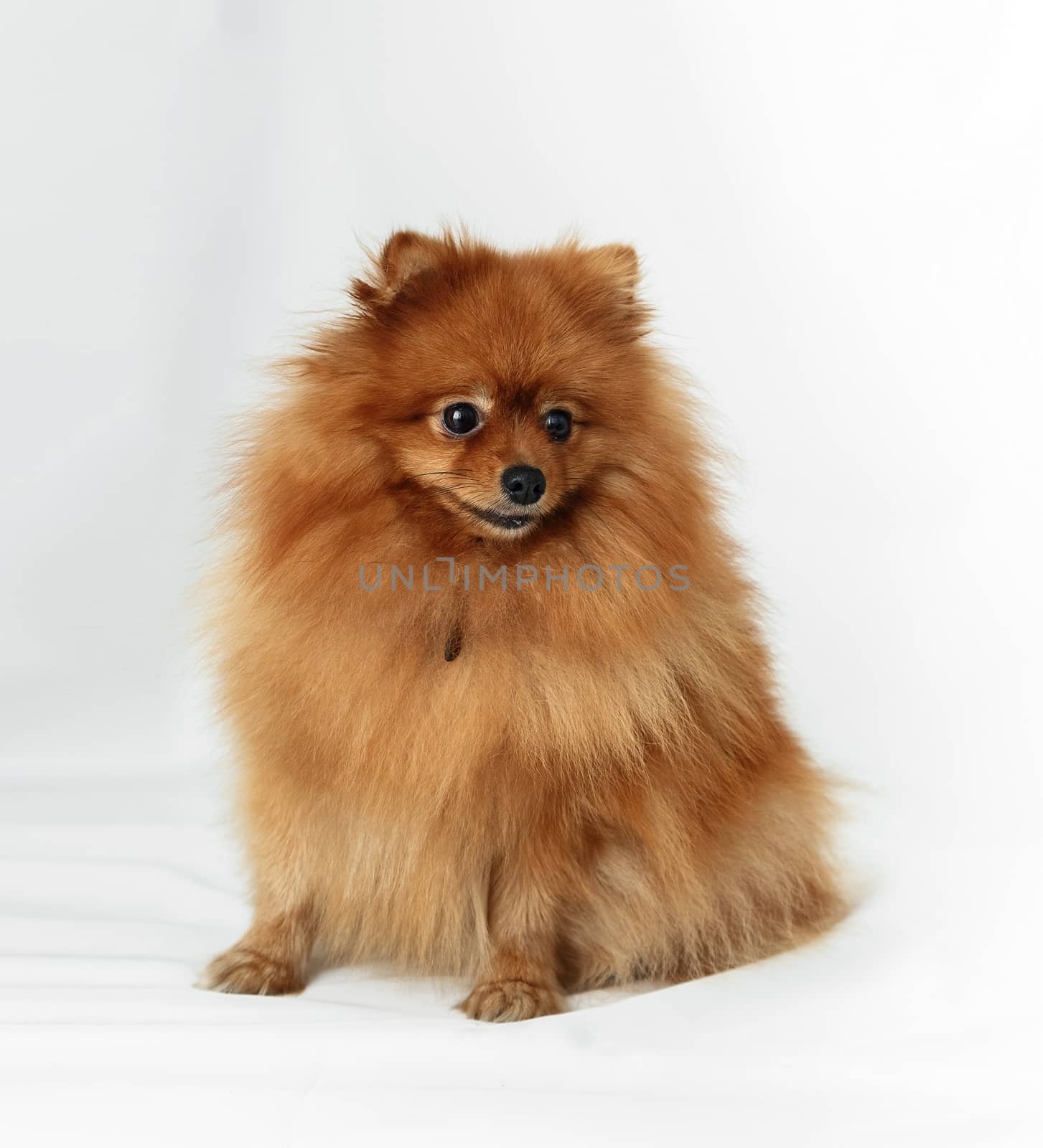 Dog breed Spitz on red background light curtains