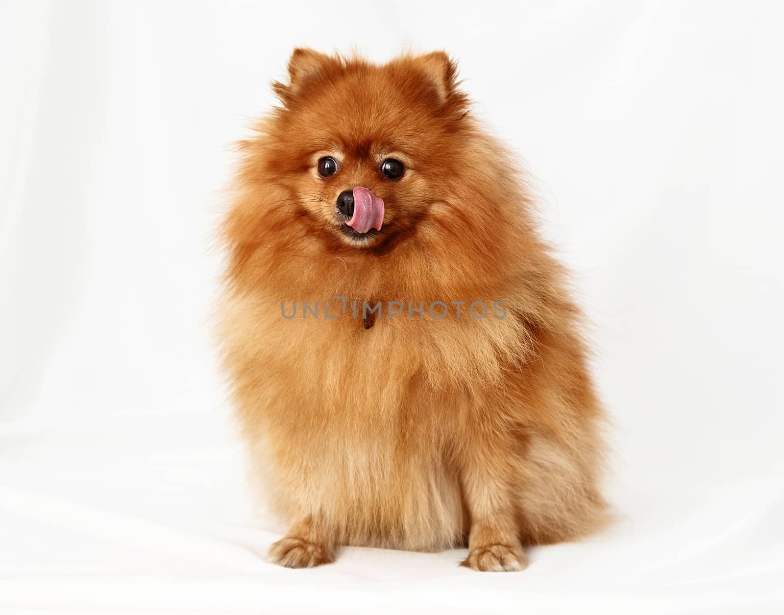 Dog breed Spitz on red background light curtains