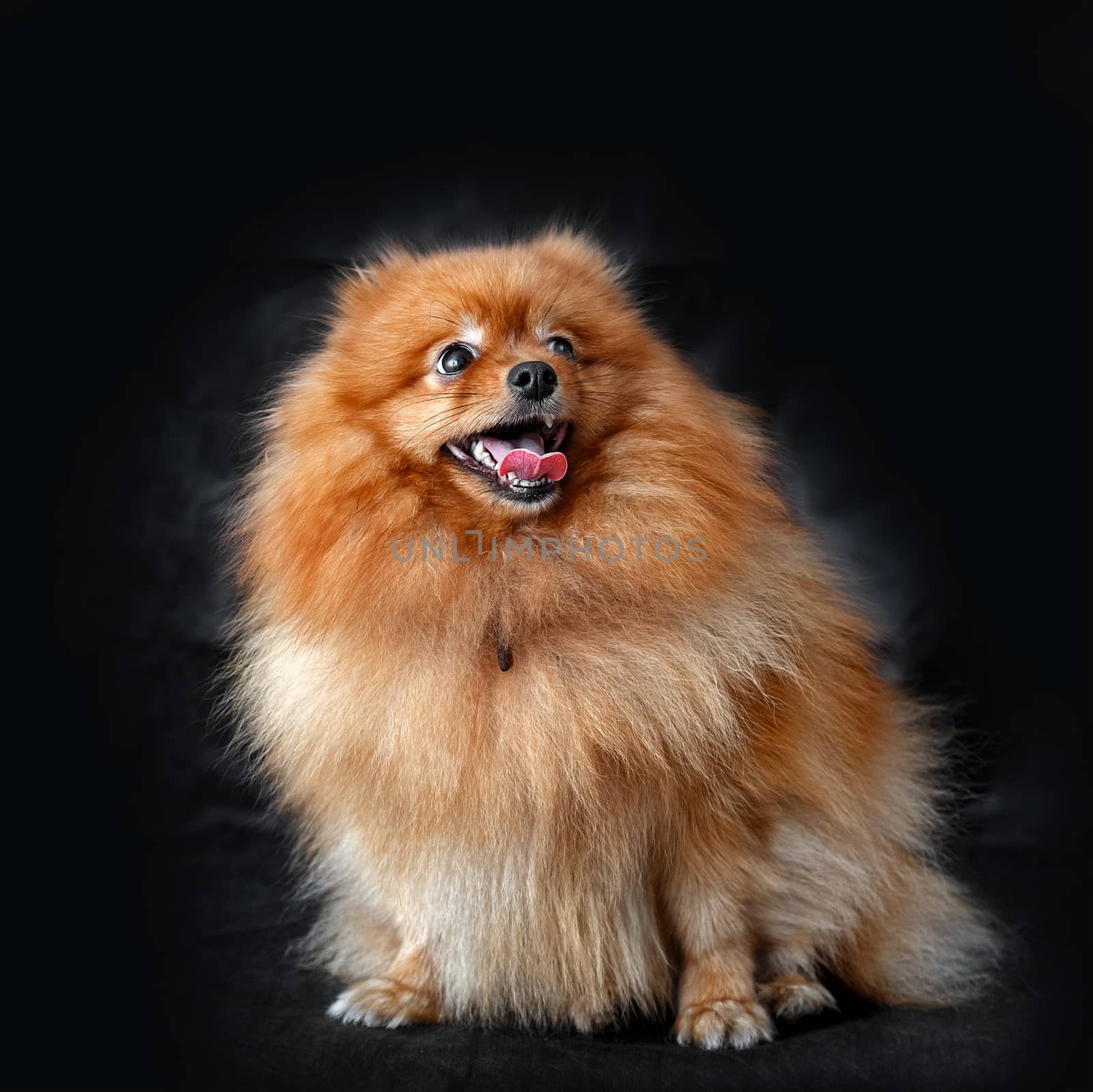 Dog Spitz red on a background of the dark curtains