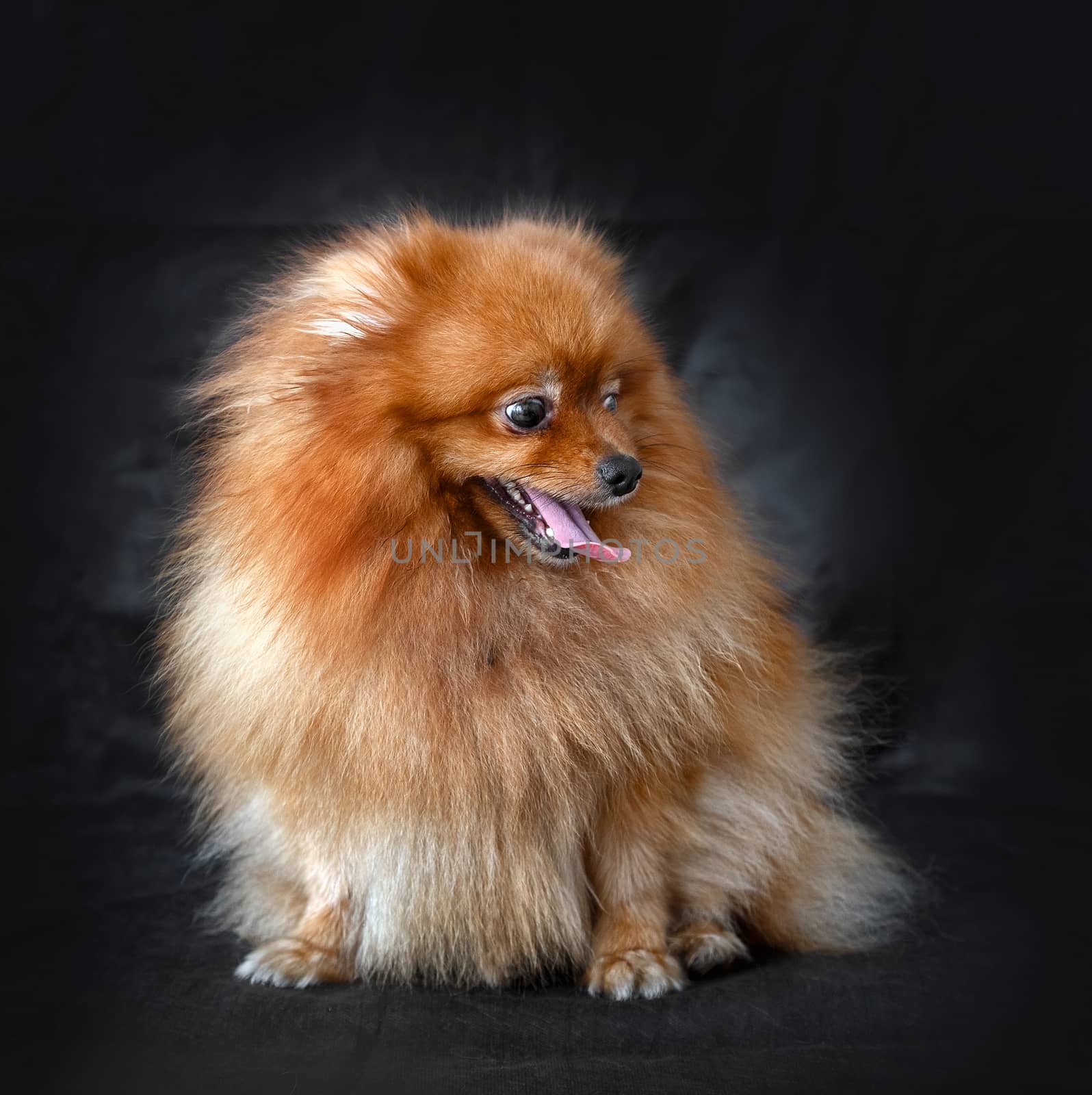 Dog Spitz red on a background of the dark curtains